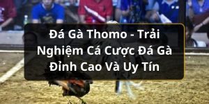 Đá Gà Thomo