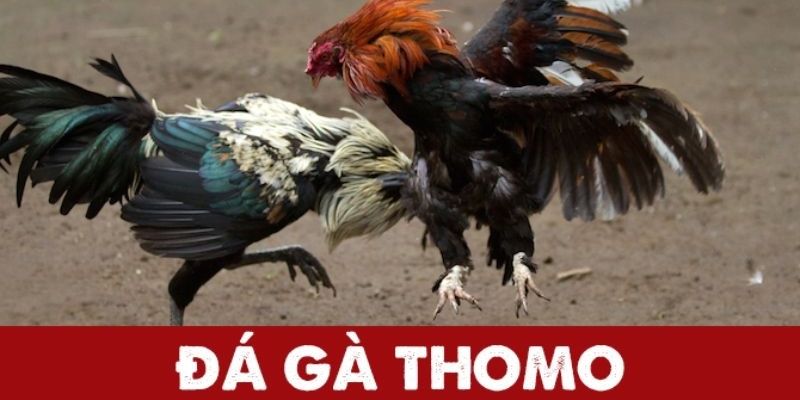 Khám phá các thông tin cơ bản về đá gà Thomo