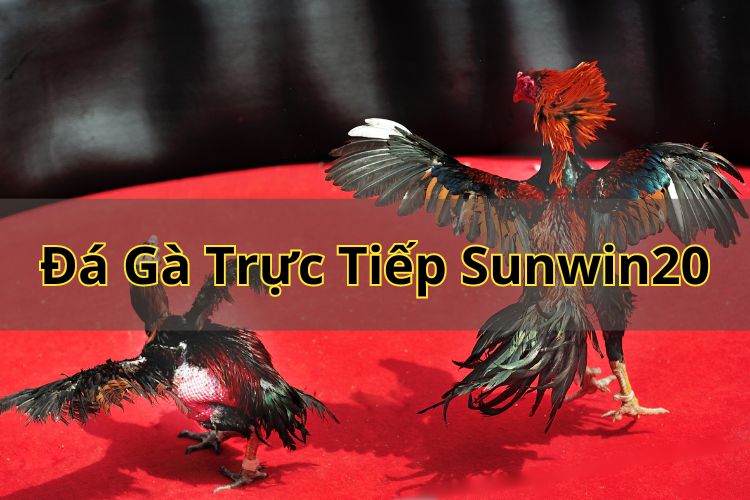 Đá gà trực tiếp