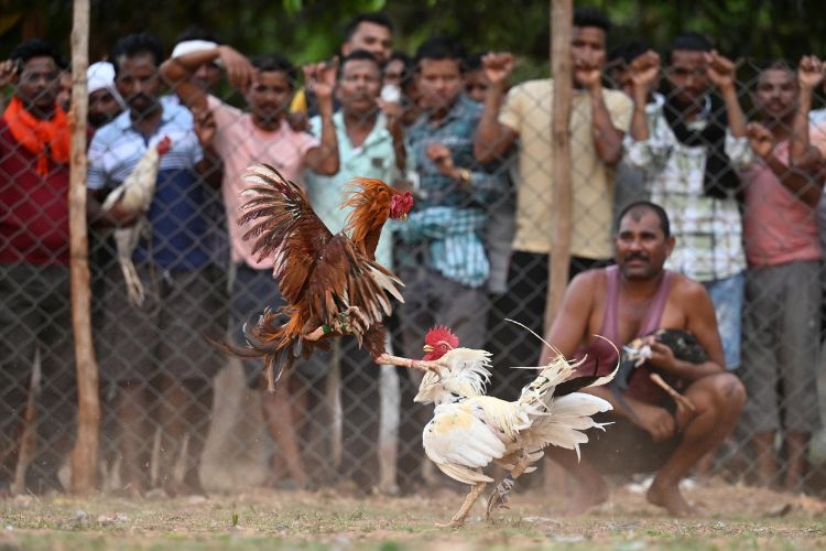 Mãn nhãn màn so găng đẹp mắt, nét căng của đá gà trực tiếp